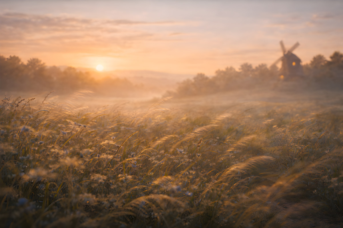 The Windmill’s Watch – Morning Meadow in Motion The Windmill’s Watch meadow at sunrise with tall grasses moving in soft golden light and a distant windmill